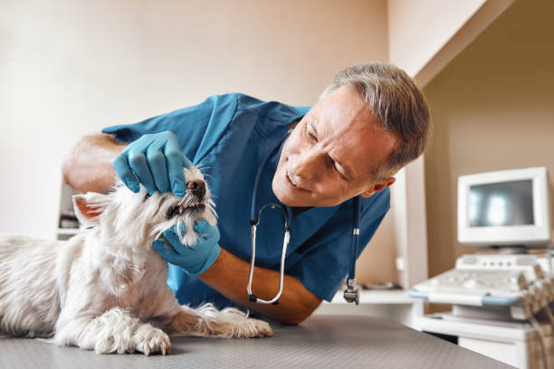 Best Emergency Treatment for Dental Infections or Abscesses in New Knoxville, OH